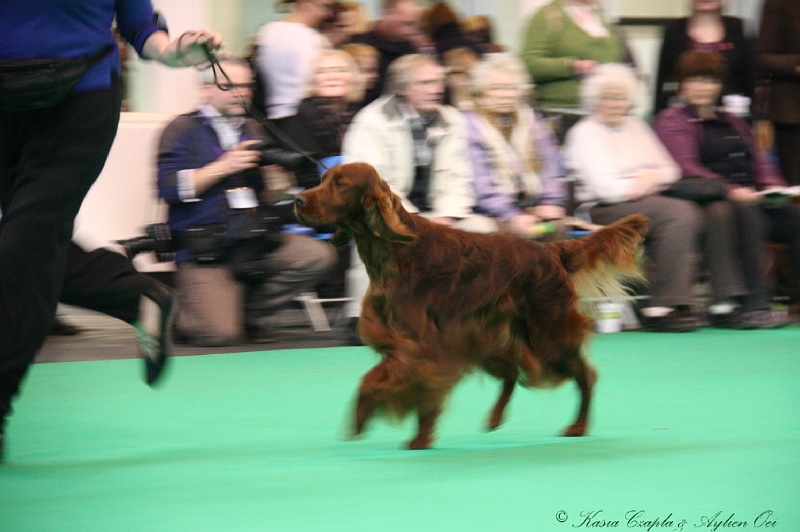 Crufts2011 585.jpg